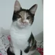 CrazyforCats