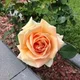 Teresa M.