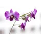 Doryanthus