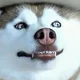Wolfe