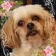Shirley D