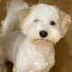 Gina