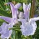 wendydumaresq9