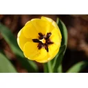 Caio profile picture