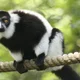 Lemur