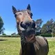 horsegirltom