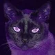 monsooncat