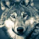 Wolfie