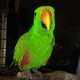 martin of jimmytheparrot