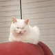 Sang