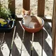 flynn