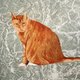 CoolCat