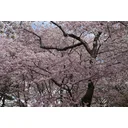 Andrea Kriedeman profile picture