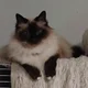 roxy r.