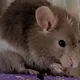 Simon
