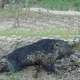 Wildman243