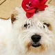 Cherie Guest