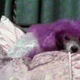 Poodiful
