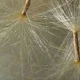 tolara