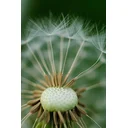 Mark No Muscles profile picture