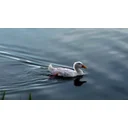 Marlies Lobb profile picture