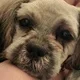 charity.gizmo80