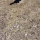 Dan