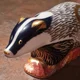 Badger