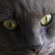 ozjaneblack