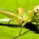 Grasshopper