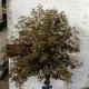 LM