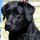 blacklabrador