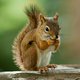 Secret squirrel