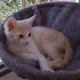 Merlin T.