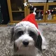 Mini T
