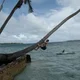 SharksAreCircling