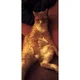 Tom