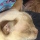 House Cat