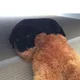Tim