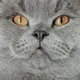 Winston Blue