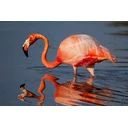 Con Fernandes profile picture