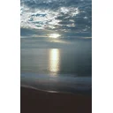 Rose profile picture