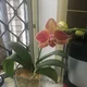 Lilly