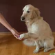 Amz