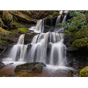 Stephen Sillett profile picture