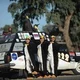 Penguin Sue