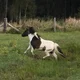 duke