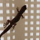 Gecko