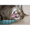 Vaibhav profile picture