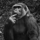 Geoff